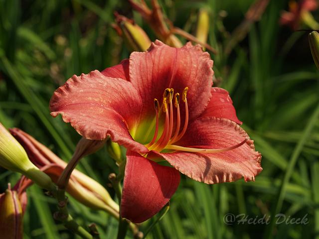 Hemerocallis Midnight Magic.JPG